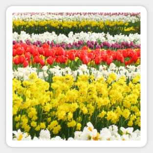 Keukenhof Tulip Festival, Holland Sticker